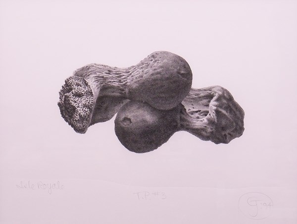 Artwork shows two small very detailed bones