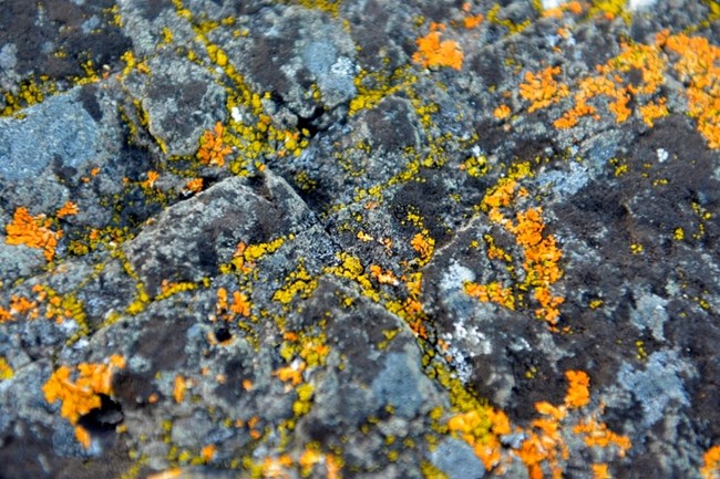 orange lichen embedded upon the surface of gray rocks