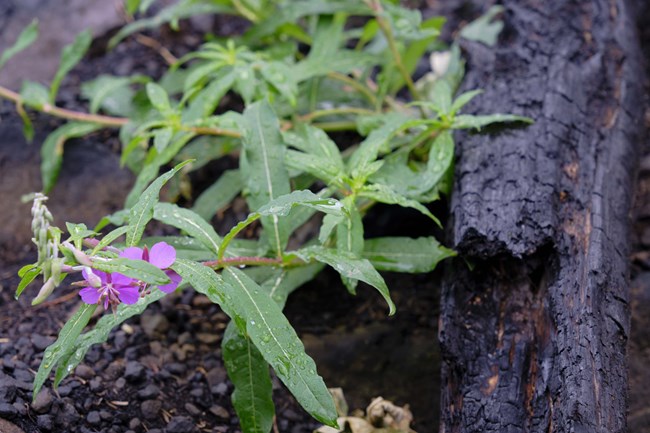 purple fireweed growing from the fresh burn of a wildfire