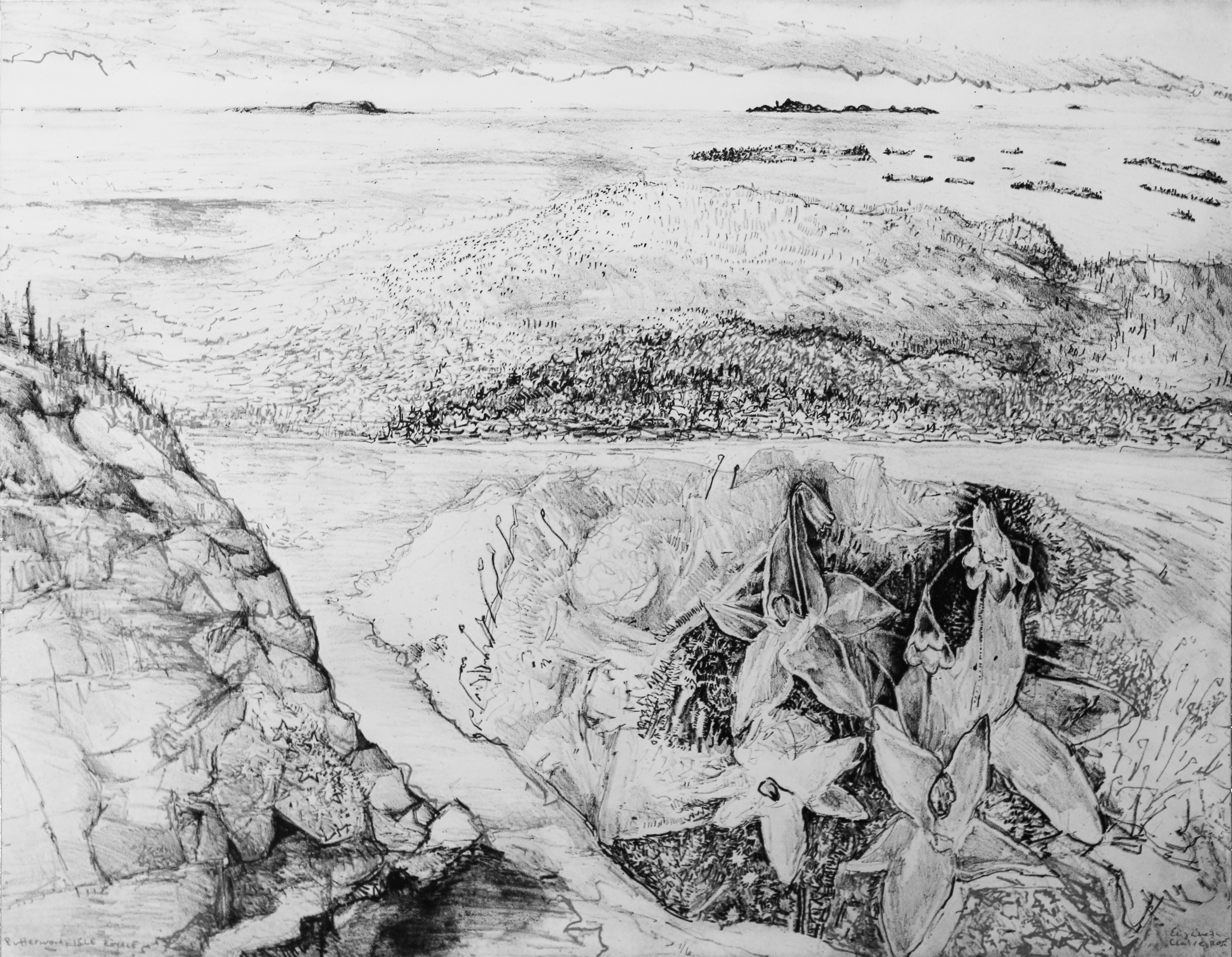 black and white sketch; butterwort plants are in the foreground, behind it are the rocky ridges that comprise the Isle Royale shoreline with Lake Superior and distant islands on the horizon