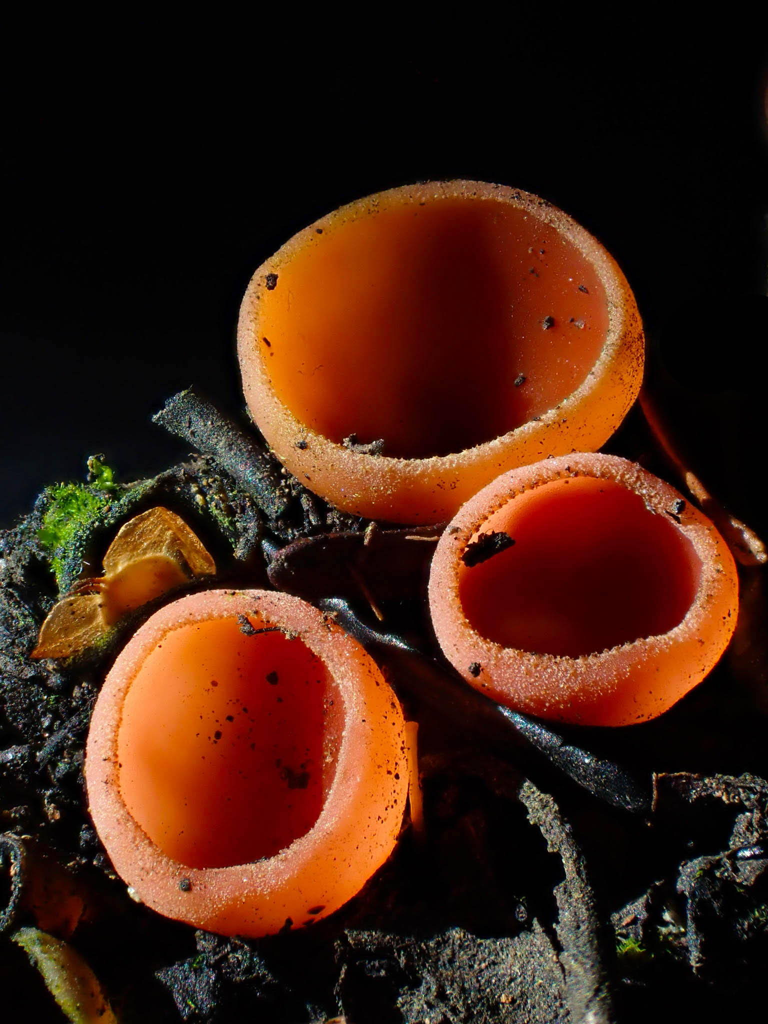closeup image of an orange bowl-shaped fungus specimen, appearing as three distinct bowls, with very dark or black background