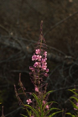a pink, 4-flowered fireweed plant stands atop a dark wooded background