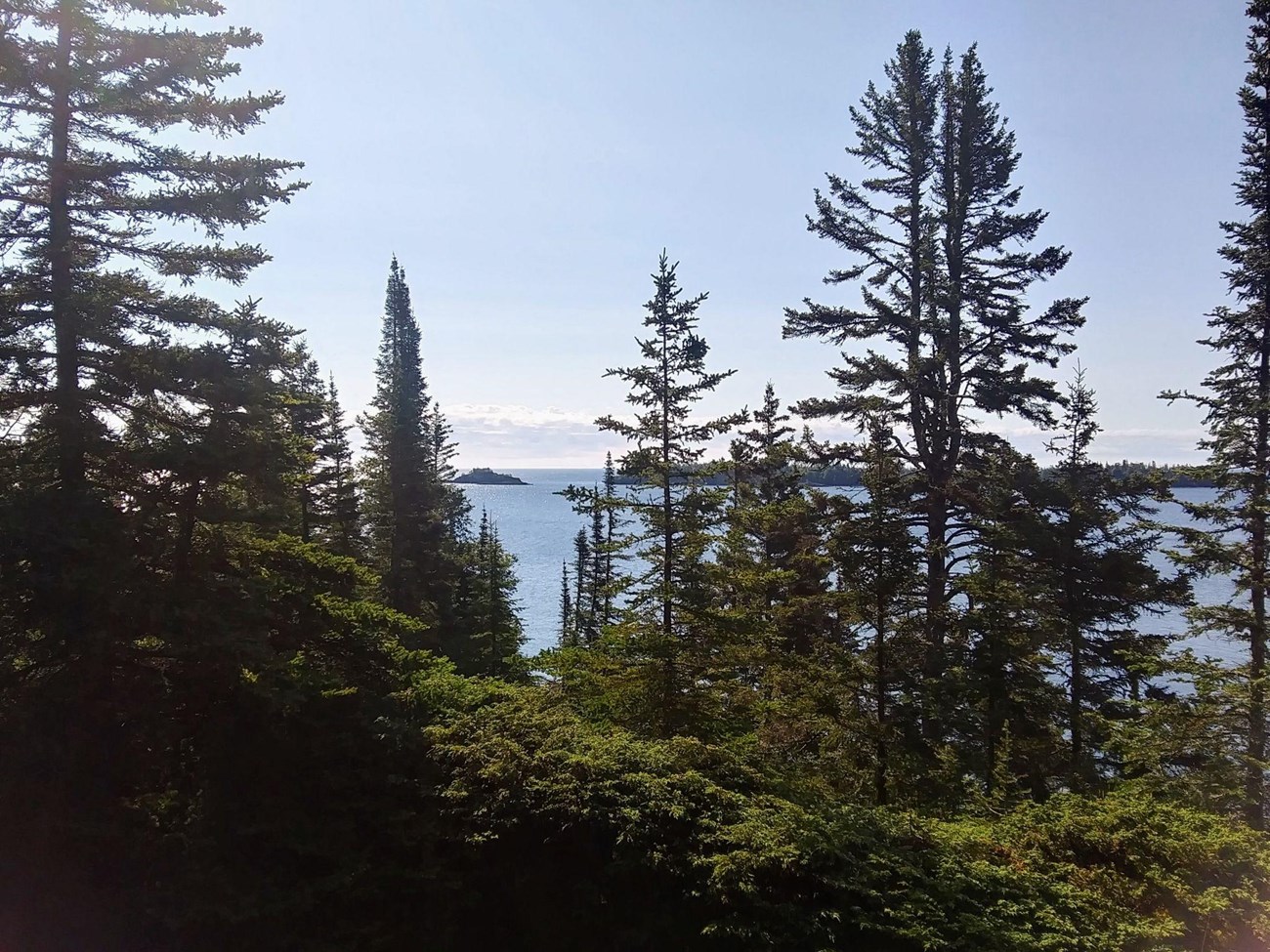 view of Lake Superior through towering trees