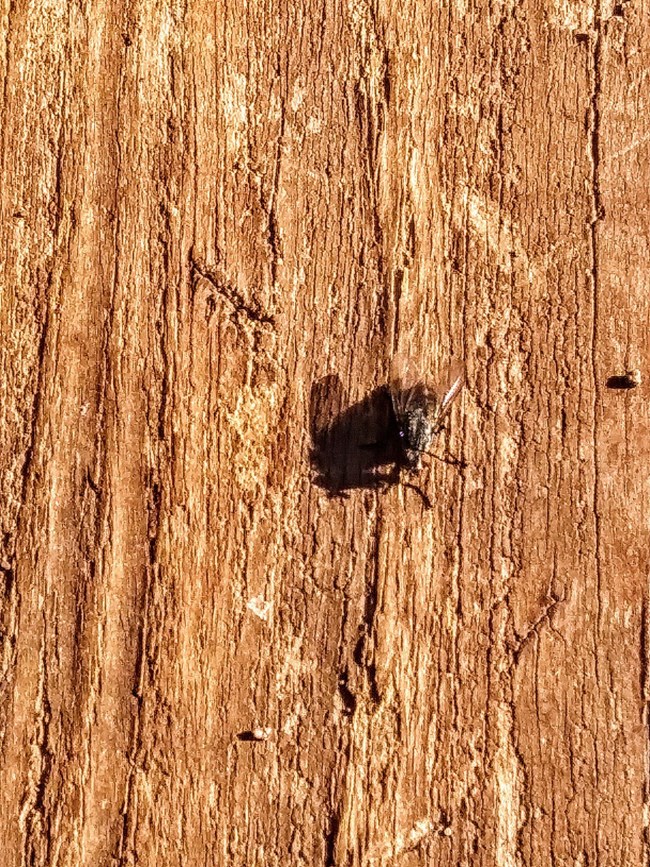 a fly resting on a piece of wood