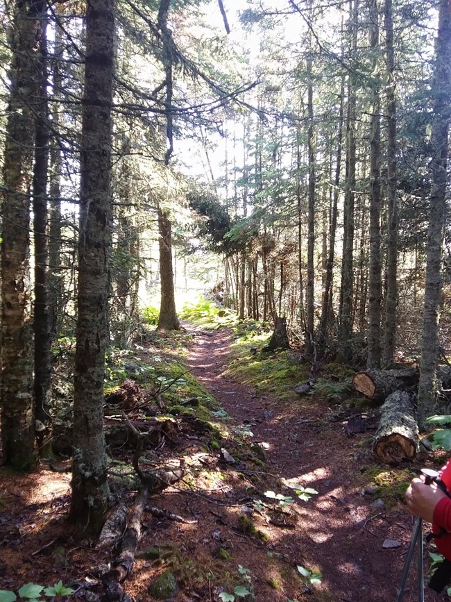lichen covered trees with a trail passing through