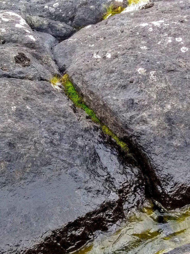 moss growing in the rock cleft