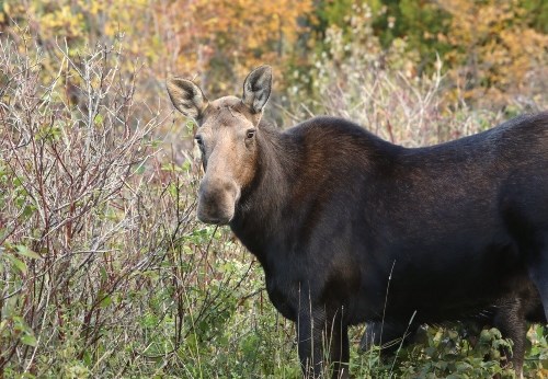 A female moose (without antlers) stands on a gravel road several yards away and looks at the camera
