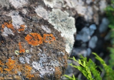Orange circular lichens stuck to a large rock