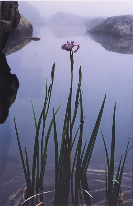 A photograph shows water in the background and an iris in the foreground