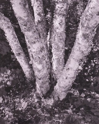 A black and white photograph shows the base of a birch tree with 5 trunks growing from one base