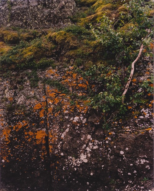 A photograph shows a close up scene on a rock