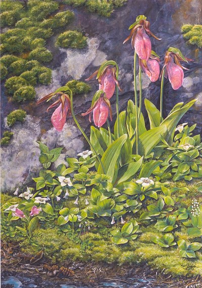 Artwork shows a pink lady slipper on the forest floor