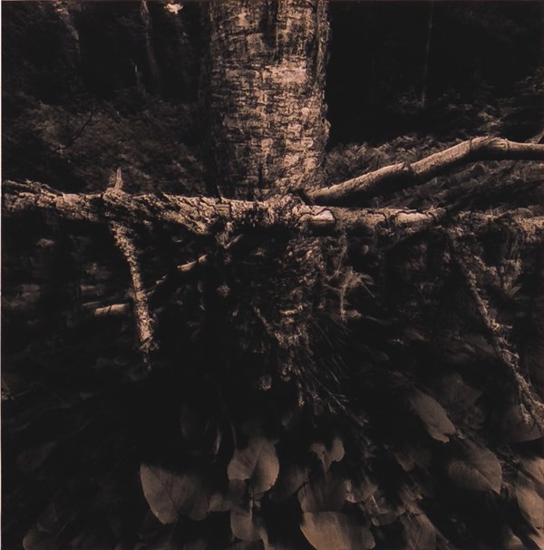 A golden toned photograph, blurry as if in-motion, shows a birch tree in the middle with a small sapling crossing it