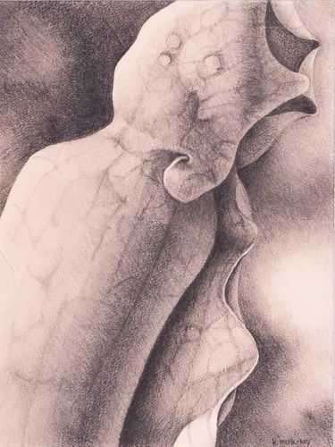 An artist's drawing shows a long, slender pitcher plant