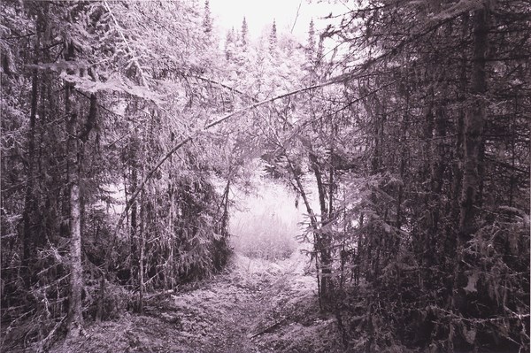 A photograph shows a forest scene