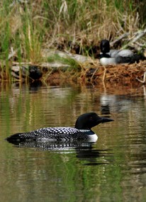 Photo shows a loon on water in the foreground and a loon on a nest in the background