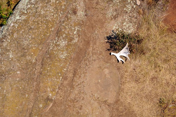 A moose antler on the ground