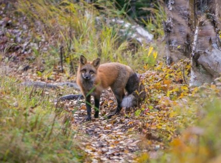 A red fox stands in the middle of a trail staring at the camera from several yards away