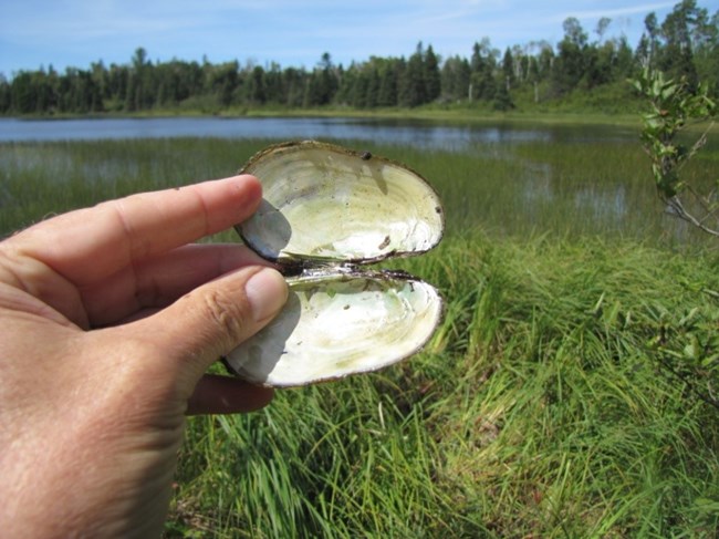 The inside of a freshwater mussel shell being held in somebody's hand