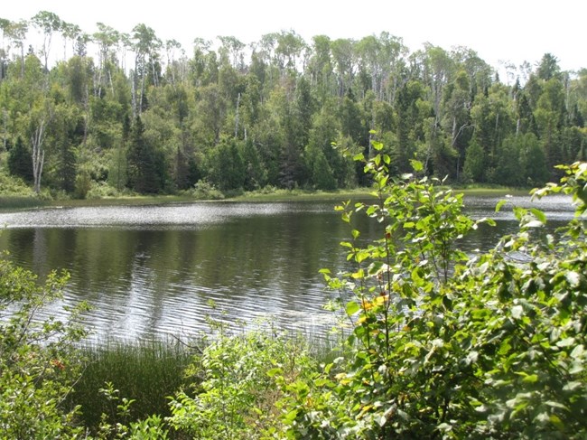 A calm lake scene with shrubs in the foreground and trees in the background.