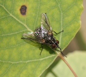 Biting stable fly sitting on a green leaf.
