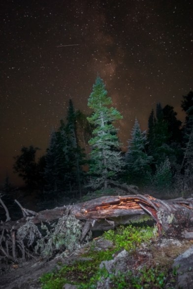 A night image showing illuminated forest with a starry sky in the background as a meteor streaks across the sky