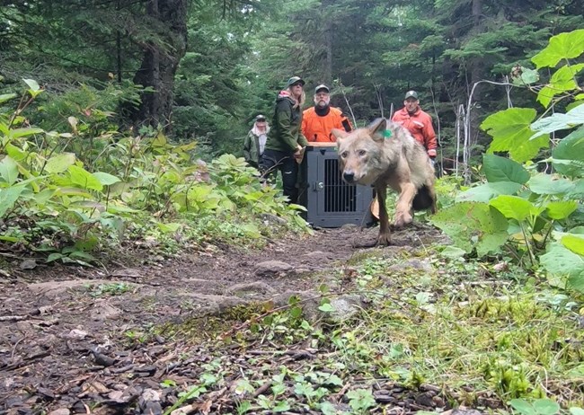 Gray wolf leaves cage after being released at Isle Royale. National Park Service Rangers stand behind.