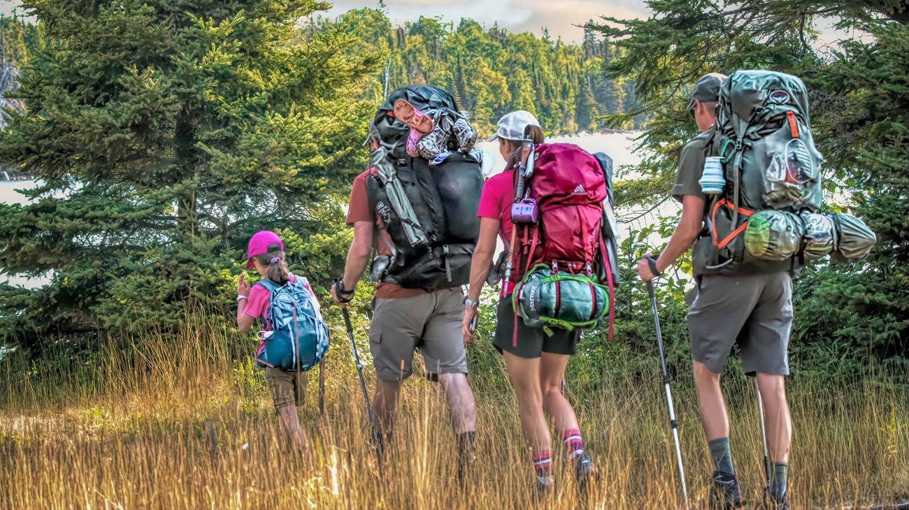 Four people with backpacks walk through tall grass. A shoreline, water, and trees are in the distance.