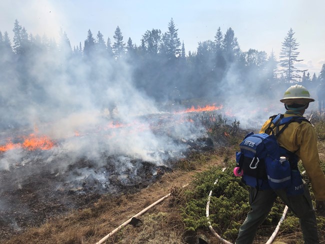 A wildland firefighter wearing a blue fire pack suppresses a fire using a firehose.