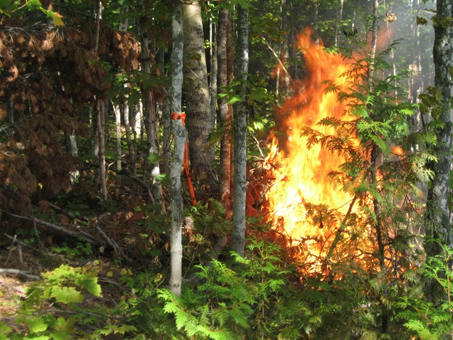 A wildfire burns in a forest amongst numerous small trees and dense foliage. A tree in the foreground is flagged with orange hazard tape.