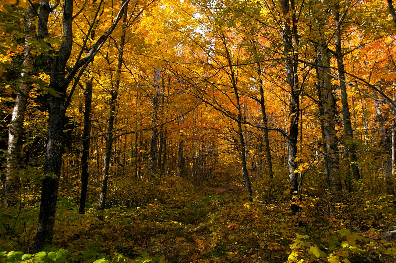 The leaves of many trees have turned orange and yellow in this fall forest scene.