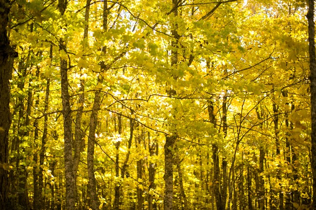 Yellow sugar maple trees leaves glisten in the sun.