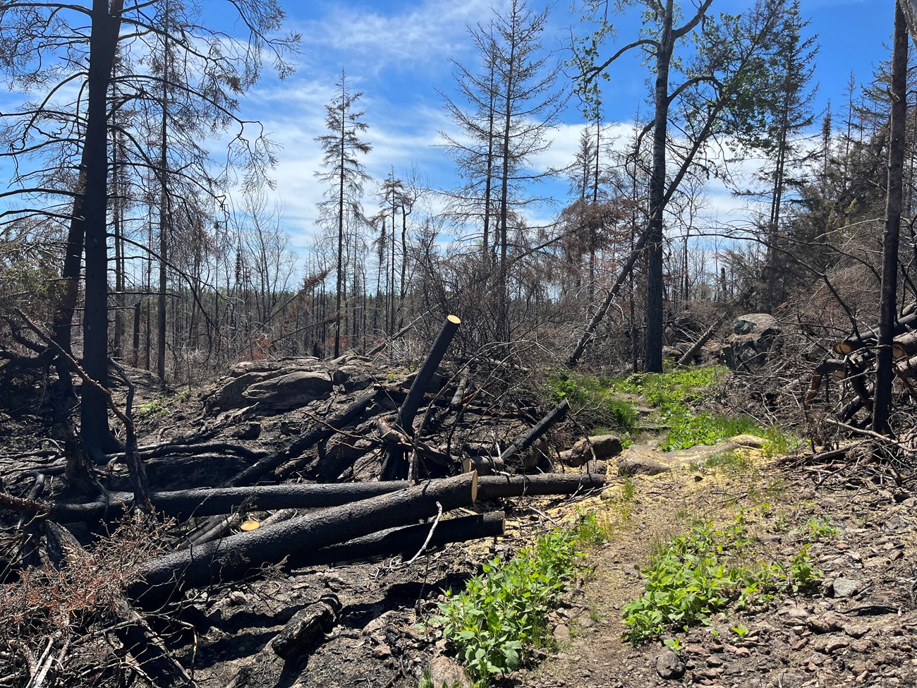 A landscape of the burn area of the 2021 Horne Fire. Both sides of the trail are blackened and charred, and new, bright green growth is growing at the trailside.