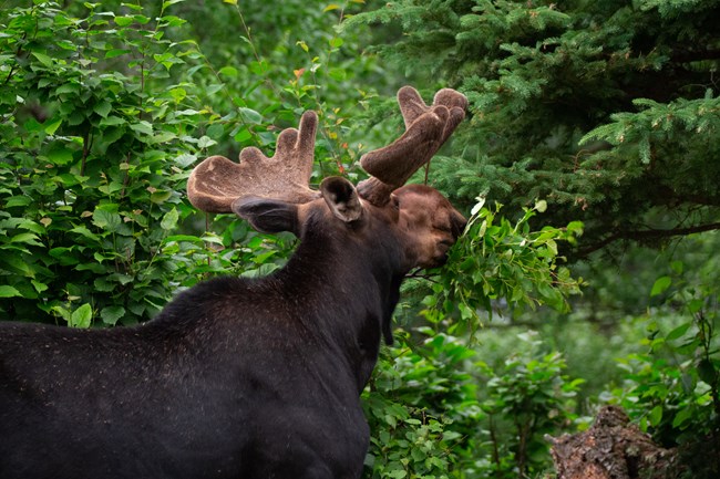 A male moose with medium sized antlers looks away from the camera as it eats foliage.