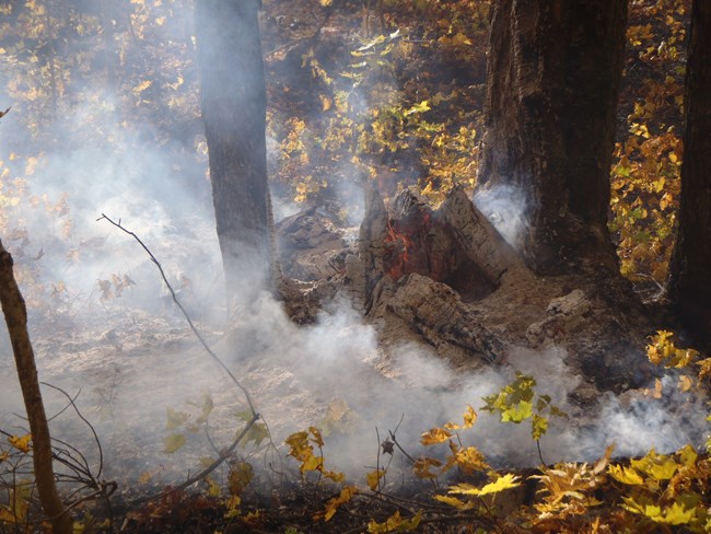 A pile of burnt logs on the forest floor.