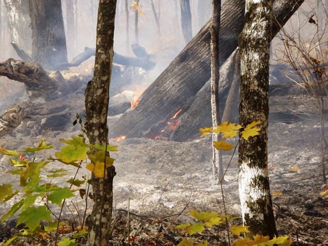 The forest floor is covered in ash and yellow leaves. A small spot fire burns at the base of a tree.