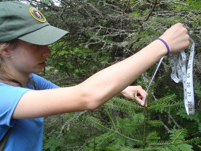 A person holds a white tape measure up to the top of a balsam fir tree.