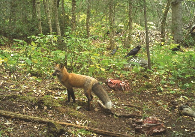 A red fox stands in front of a pile of carrion, with a raven in the background.