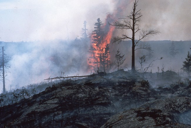 A grainy vintage photo of smoke from a wildfire and a tree engulfed in flames.