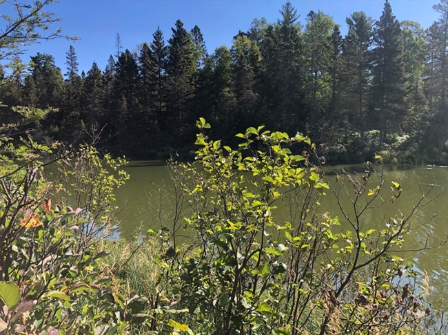 surface water of Chickenbone Lake emanating a green color from cyanobacteria