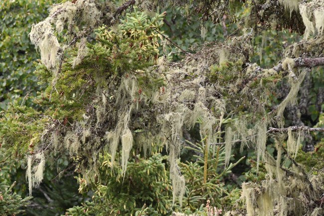 Multiple clumps of long, stringy pale green lichen hangs from a pine tree.