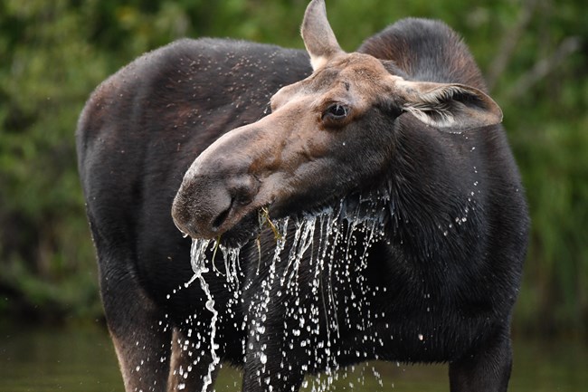 Close up of a moose that has just come up from foraging for food underwater.