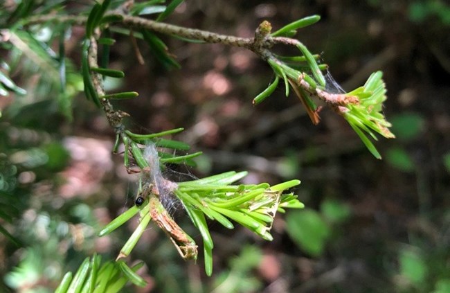 Close up of a small, brown caterpillar on top of a balsam fire limb.