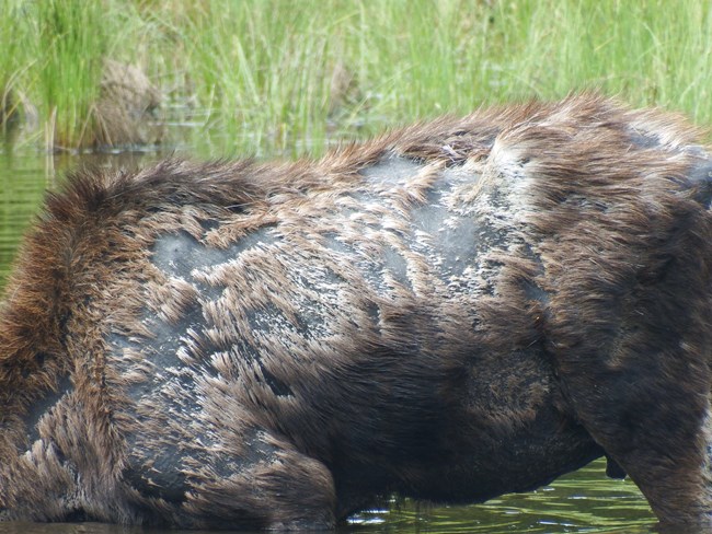 Close up of a moose's patchy coat.