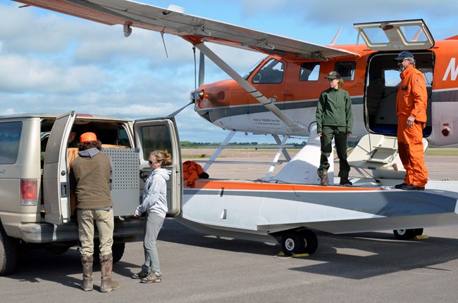 Four people help load a caged wolf onto an airplane.