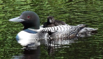 A loon swims with a chick on it's back.