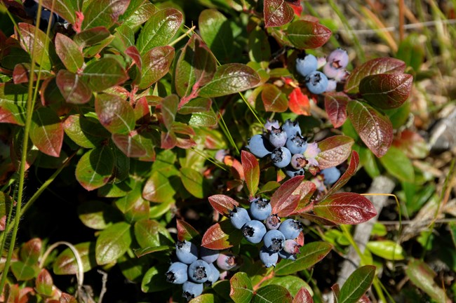 Blueberries ripe wild blueberries closeup