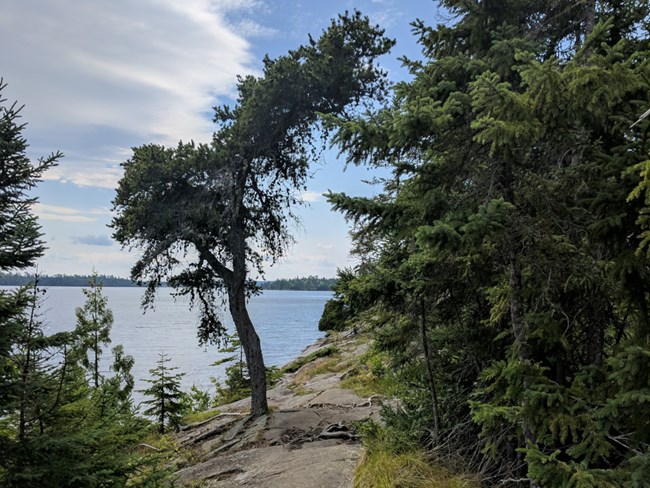 a jack pine is anchored in rock near Three Mile Campground