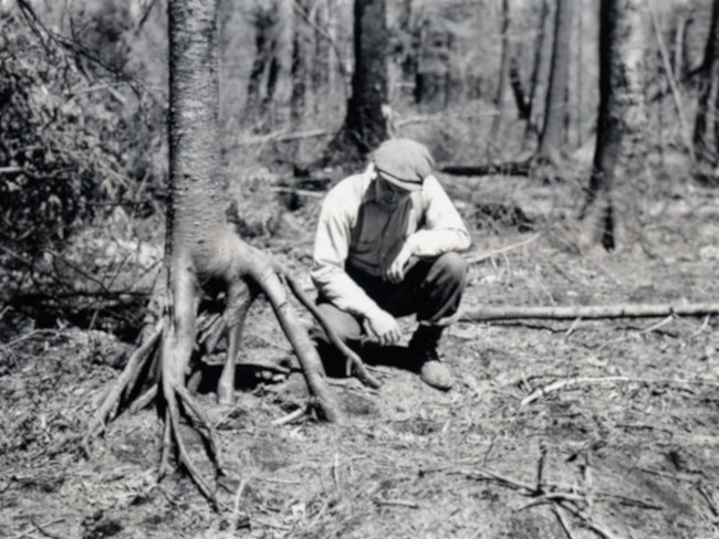 black and white of a man observing fire exposed roots of a balsam fir