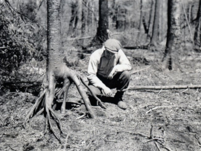 1936 fire black and white of a man observing fire exposed roots of a balsam fir